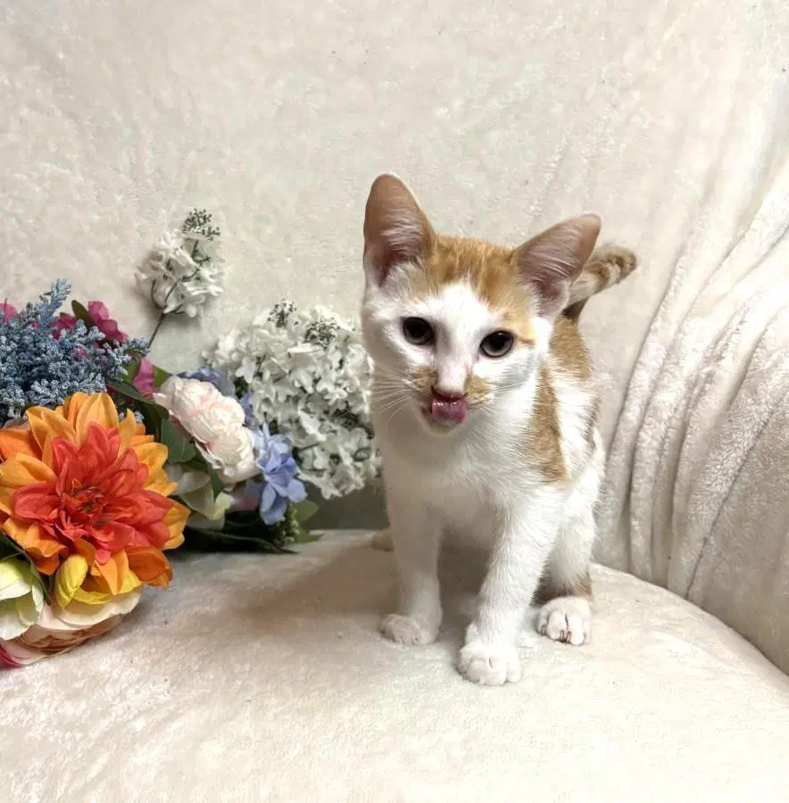 Sharp Zeze - Domestic Short Hair