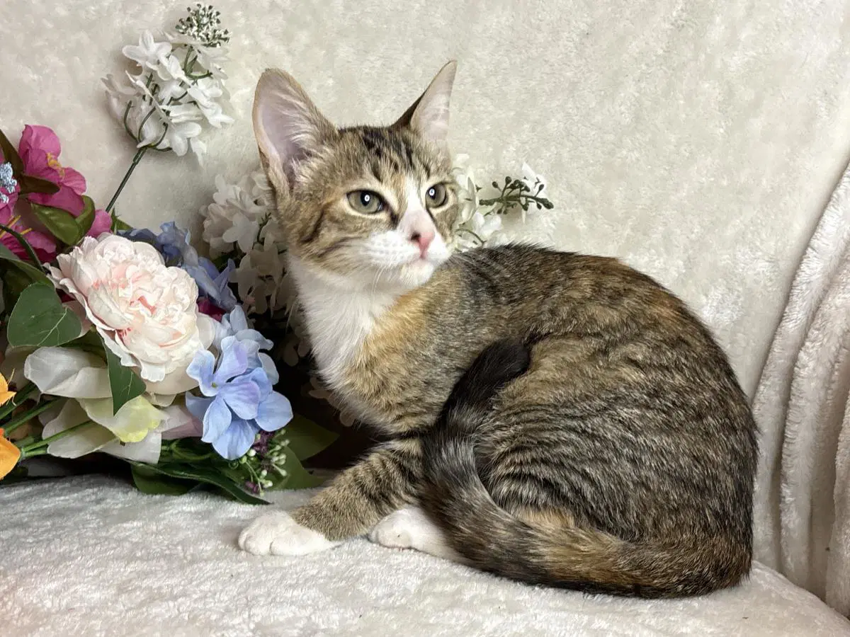 Fandango Zeze - Domestic Short Hair