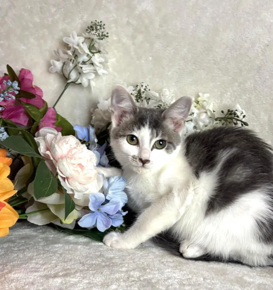 Jet Zeze - Domestic Short Hair
