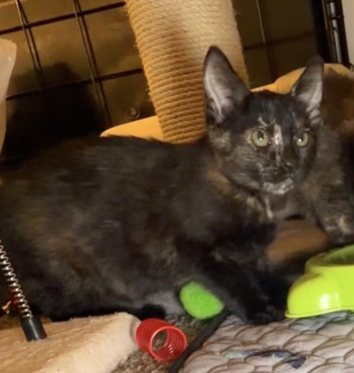 Photo of Nina Tortellina