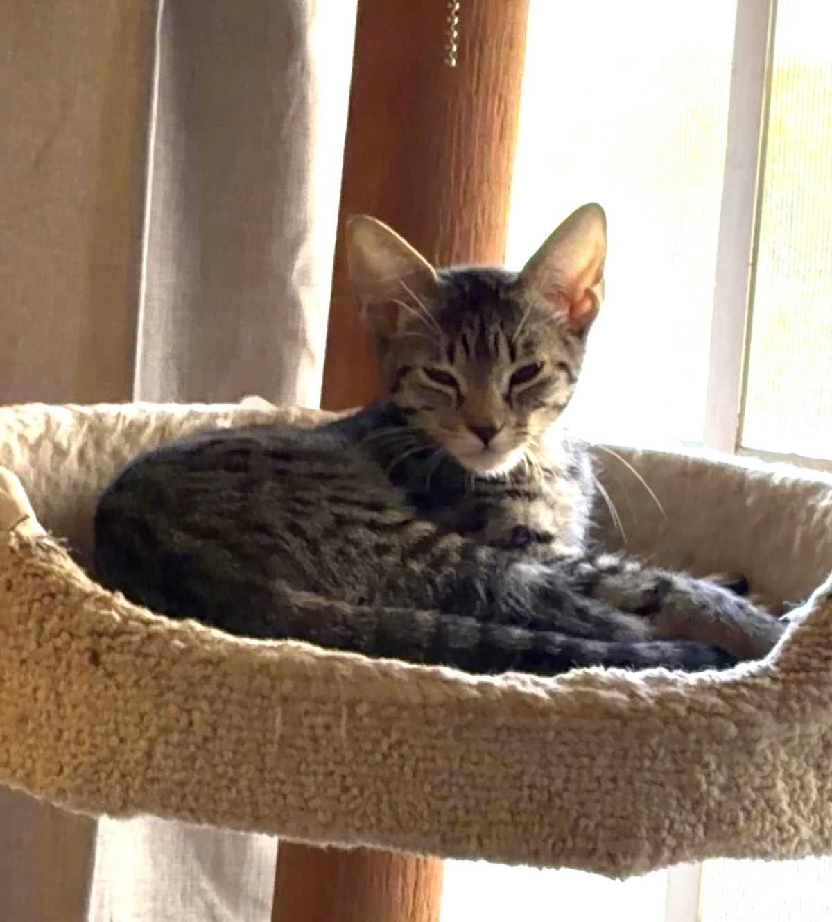 Photo of Ona Tortellina