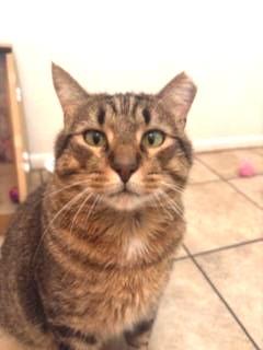 Photo of Chapo Pooh