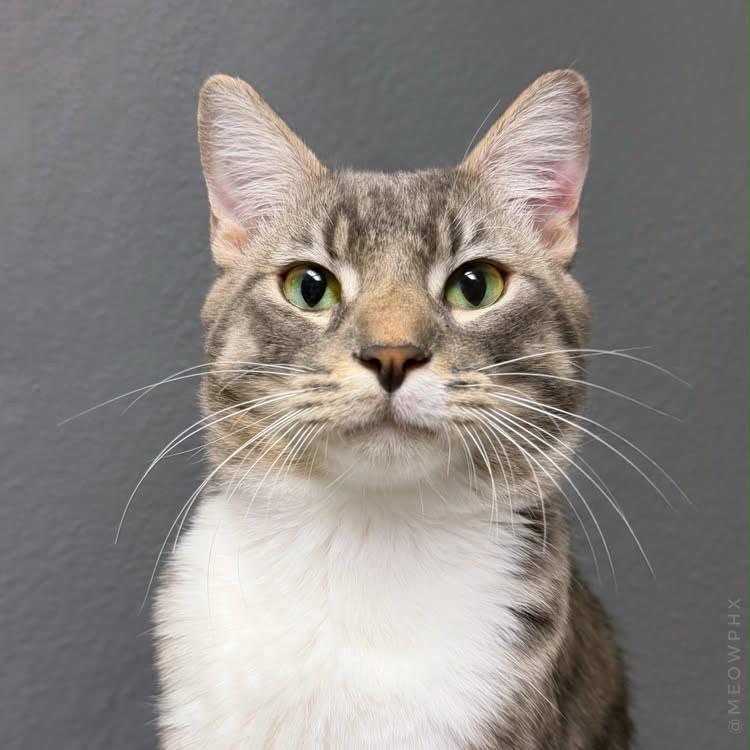 Photo of Kiwi Nimbus