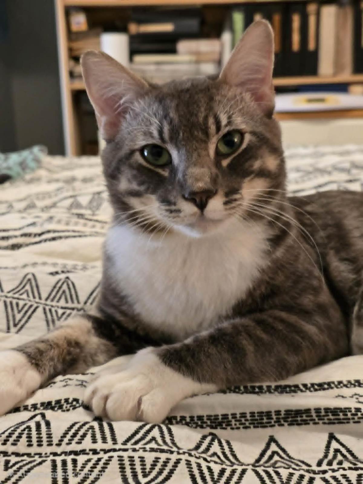Photo of Kiwi Nimbus