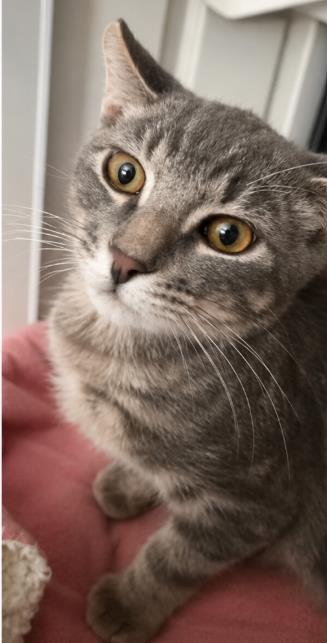 Photo of Crumpet Gray