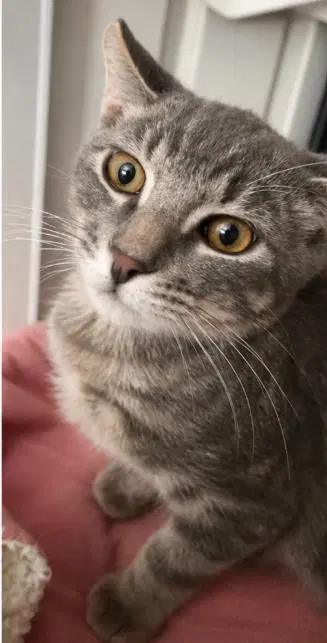 Crumpet Gray - Domestic Short Hair