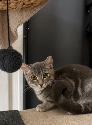 Photo of Crumpet Gray