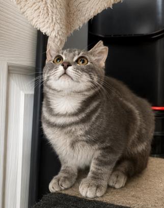 Photo of Crumpet Gray