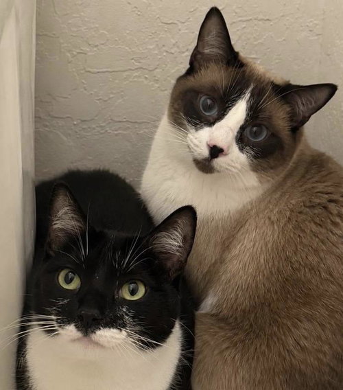 picture of the cat needing adoption