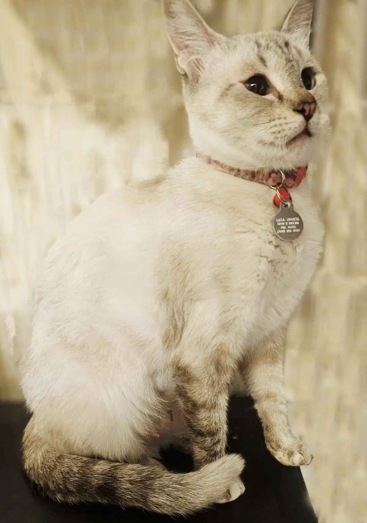 Beryl Streep - Siamese