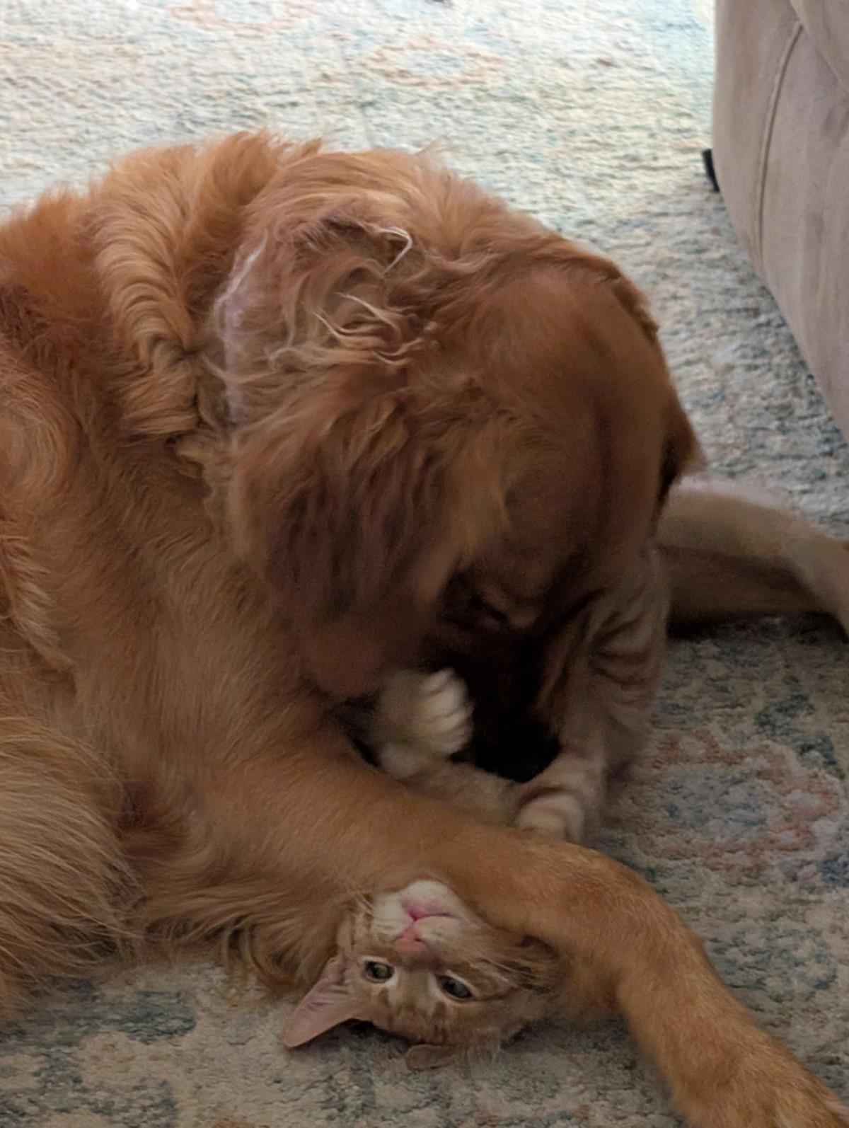 Photo of Clyde Orangeman