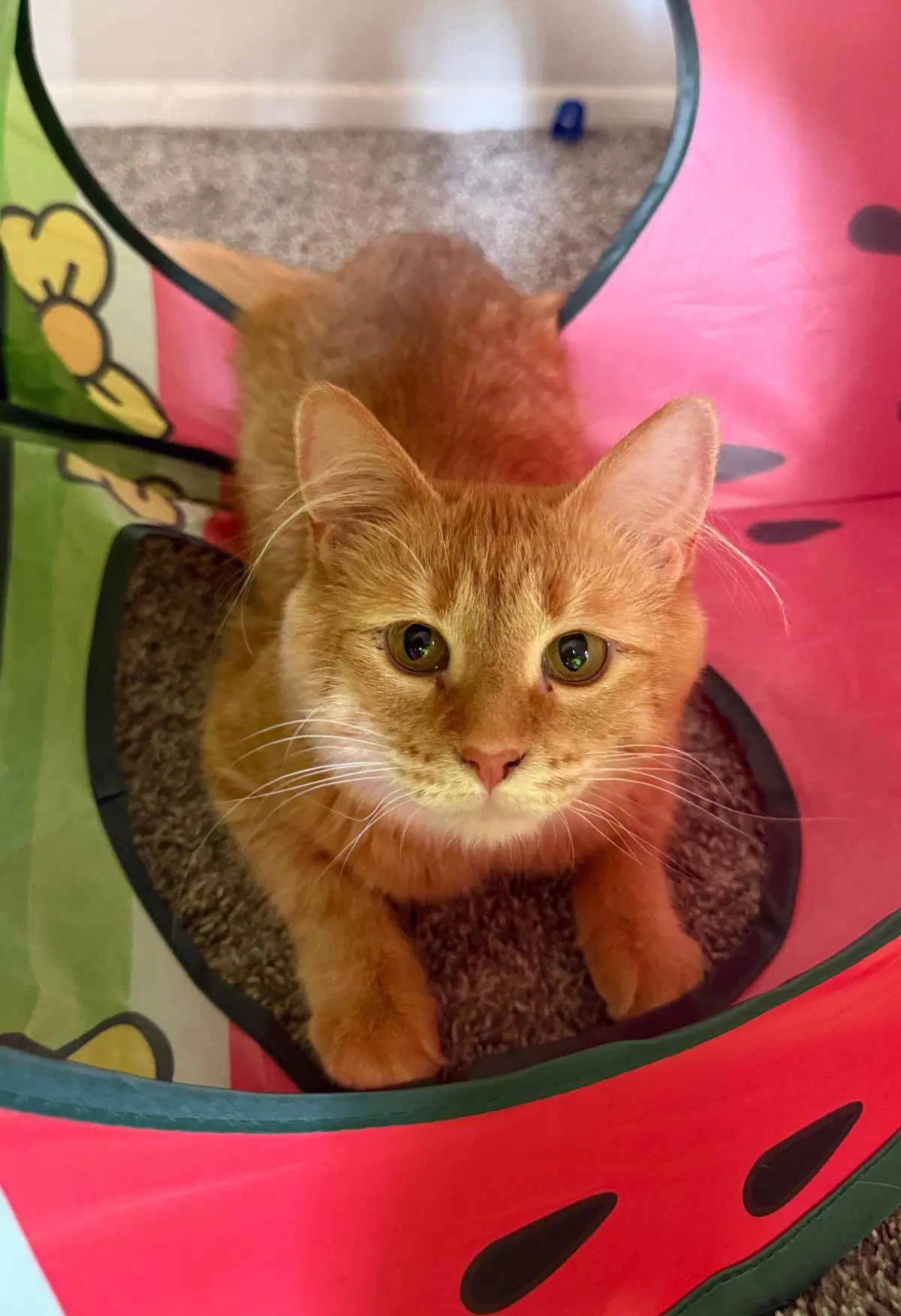 Sally Washington - Domestic Medium Hair