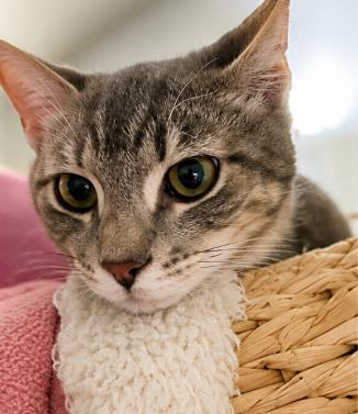 Photo of Latte Gray