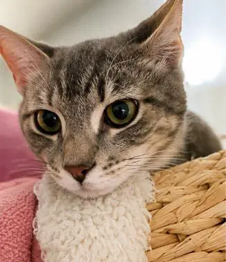 Latte Gray - Domestic Short Hair