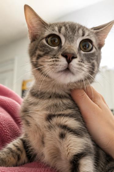 Photo of Latte Gray