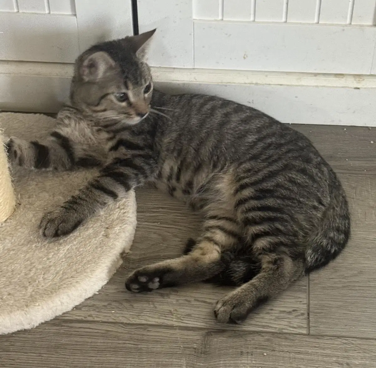 Cedar Town - Domestic Short Hair