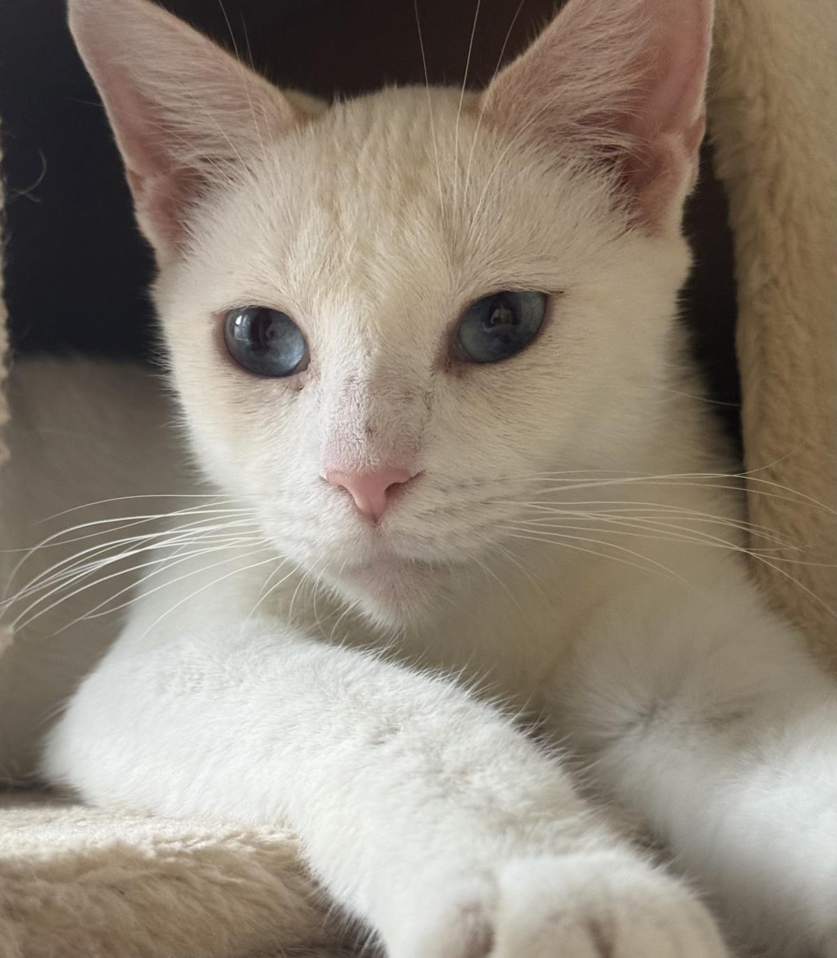 Photo of Snowey Snowprincess