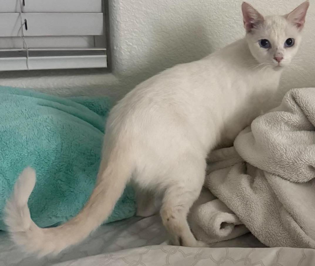Photo of Snowey Snowprincess