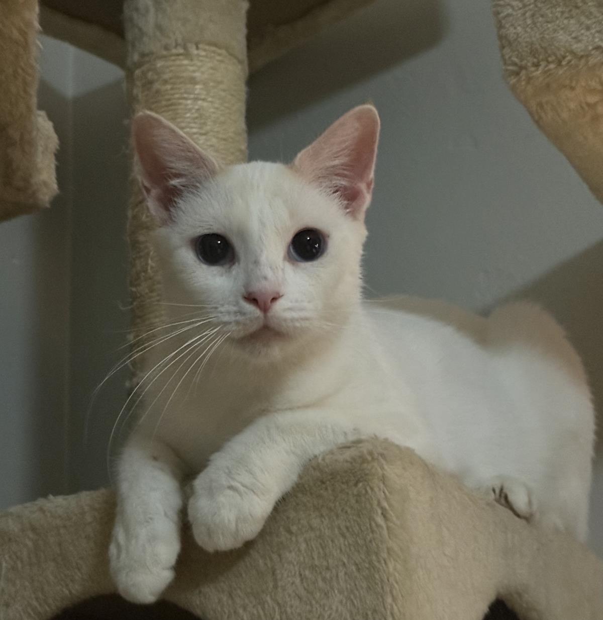 Photo of Snowey Snowprincess