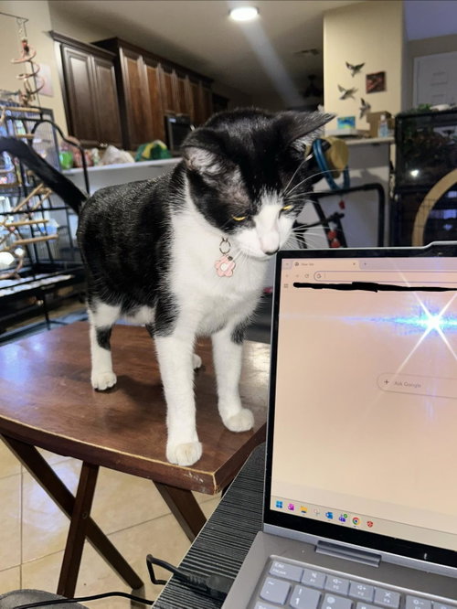 picture of the cat needing adoption