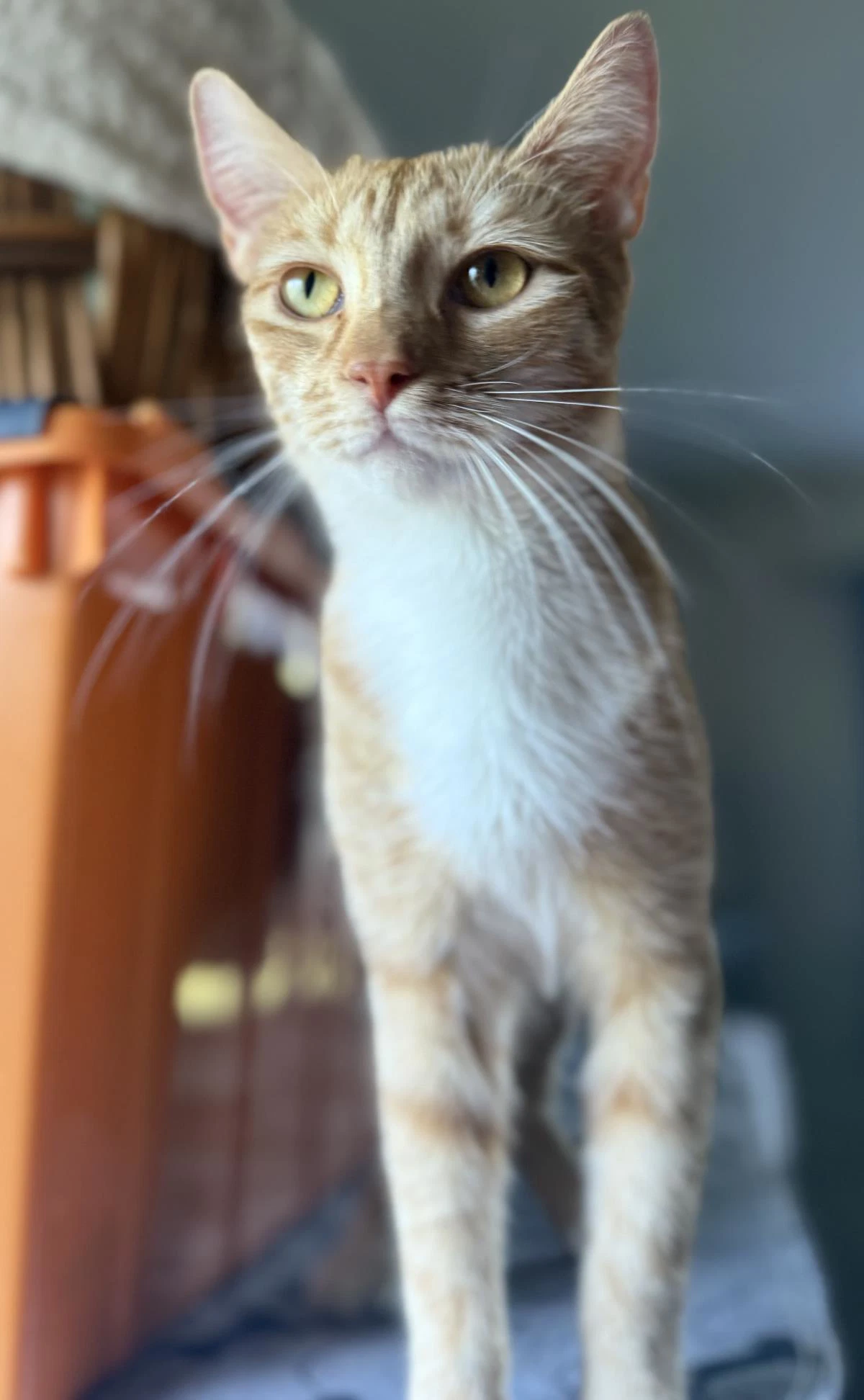 Jenny Meower