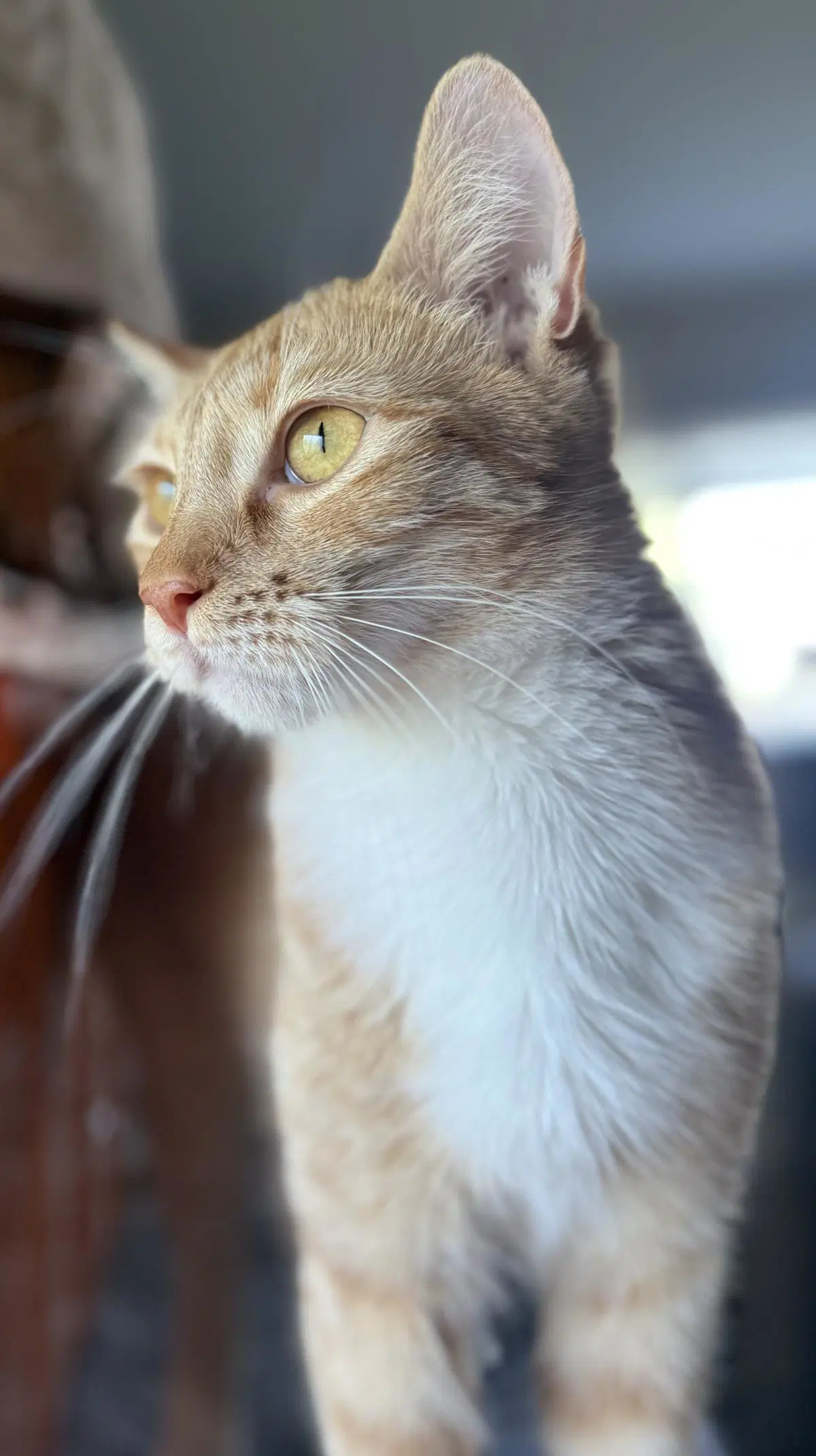 Jenny Meower image 3