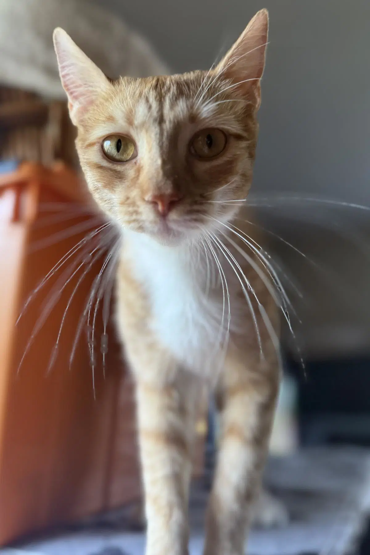 Jenny Meower image 4