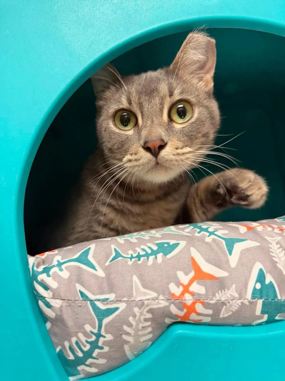 Ishirini Nambari - Domestic Short Hair