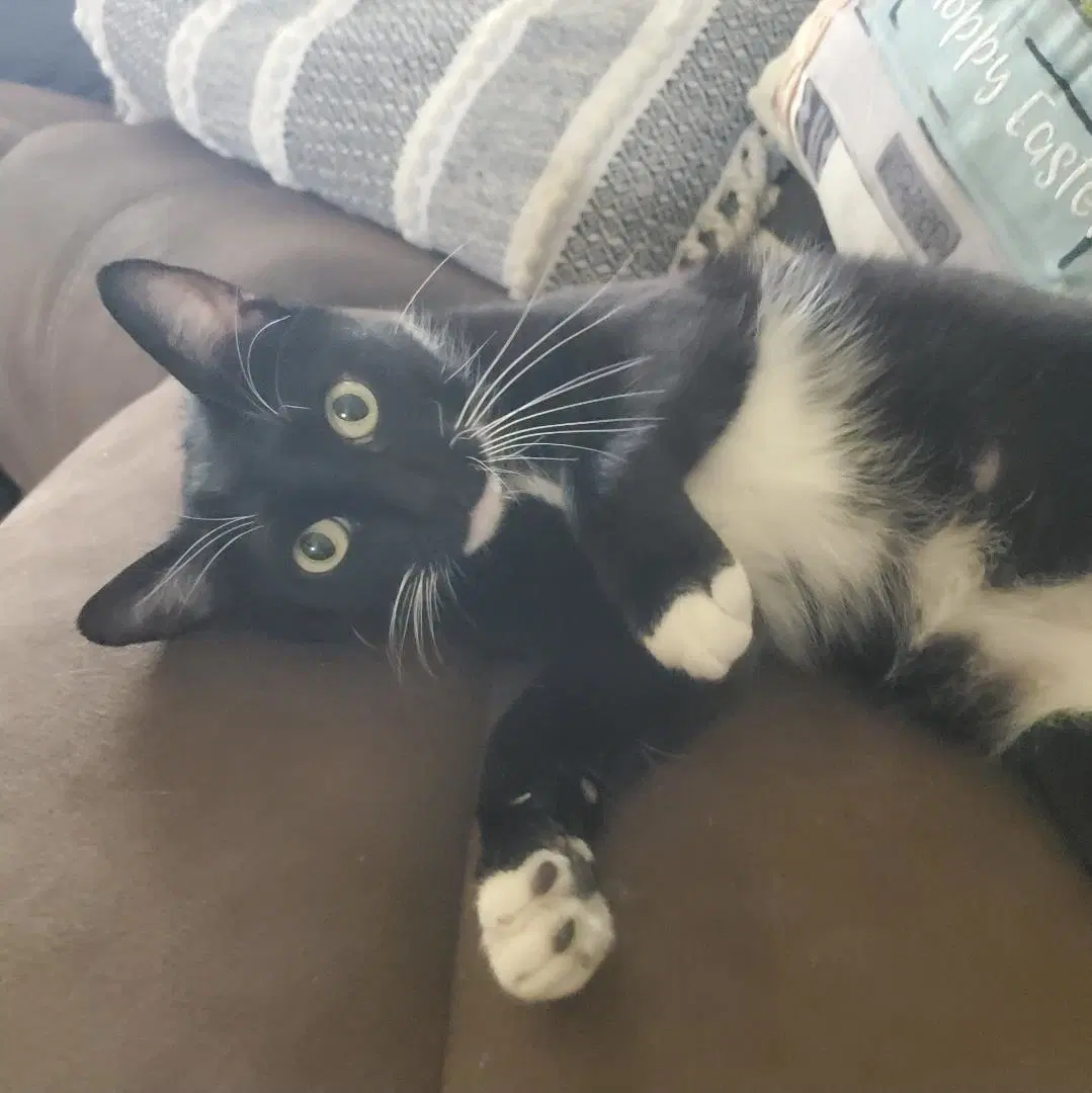 Felix Finch - Domestic Short Hair