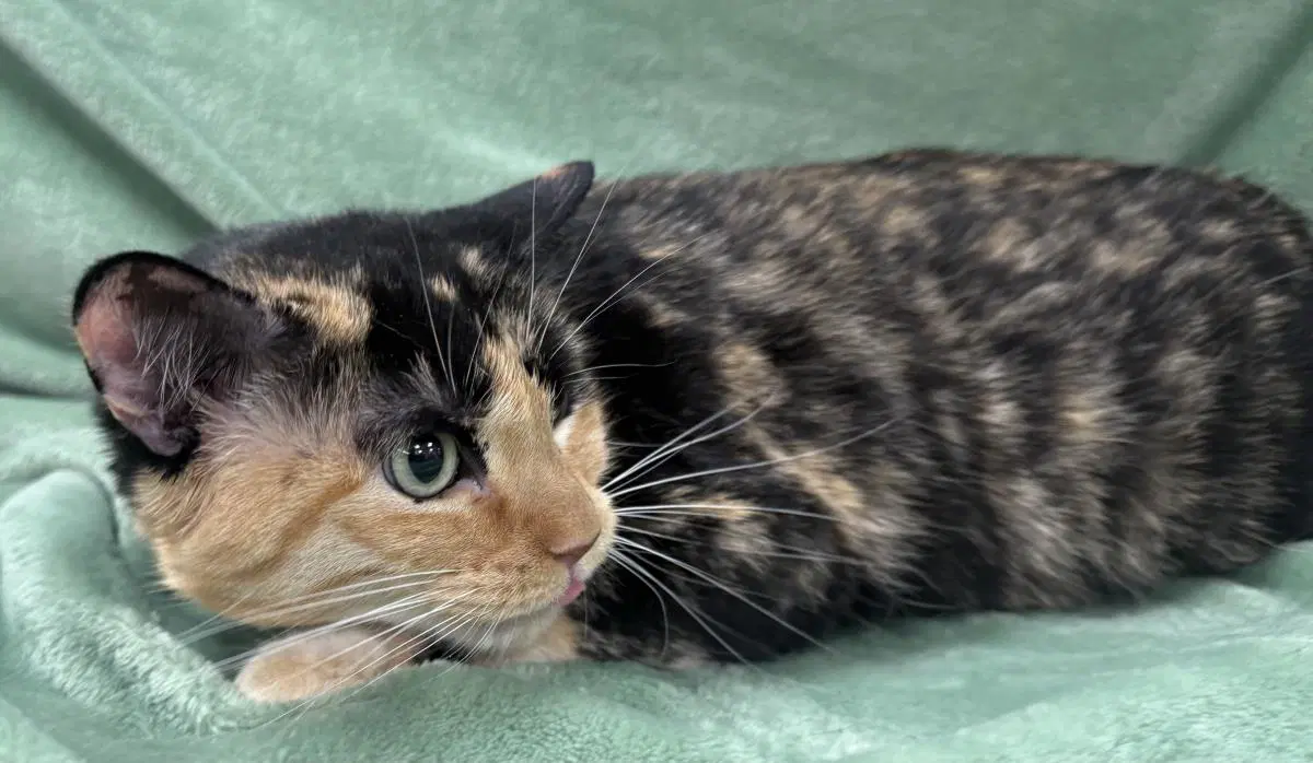 Hailey Joy - Calico