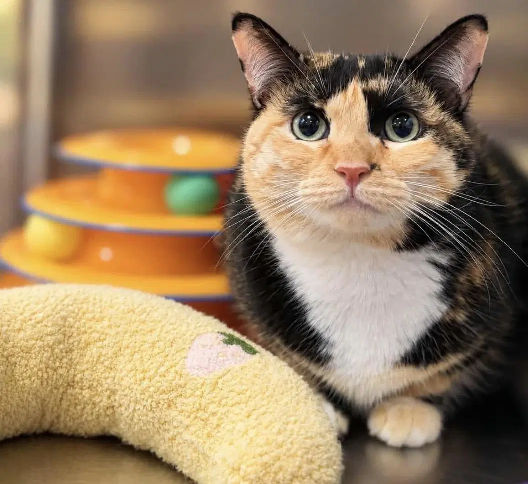 Hailey Joy - Calico