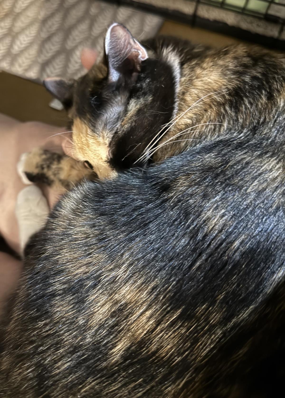 Molly Marmalade
