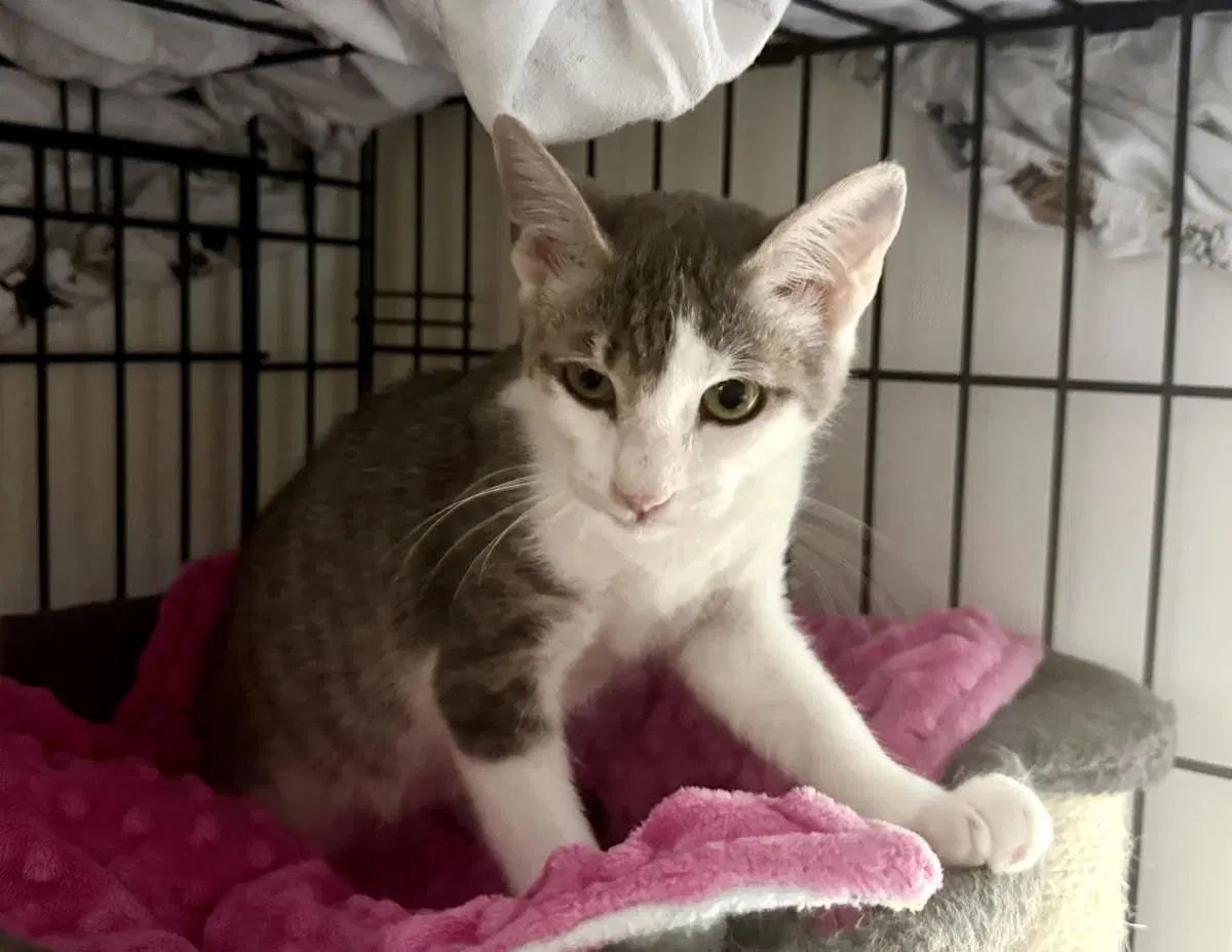 Michael Smith - Domestic Short Hair