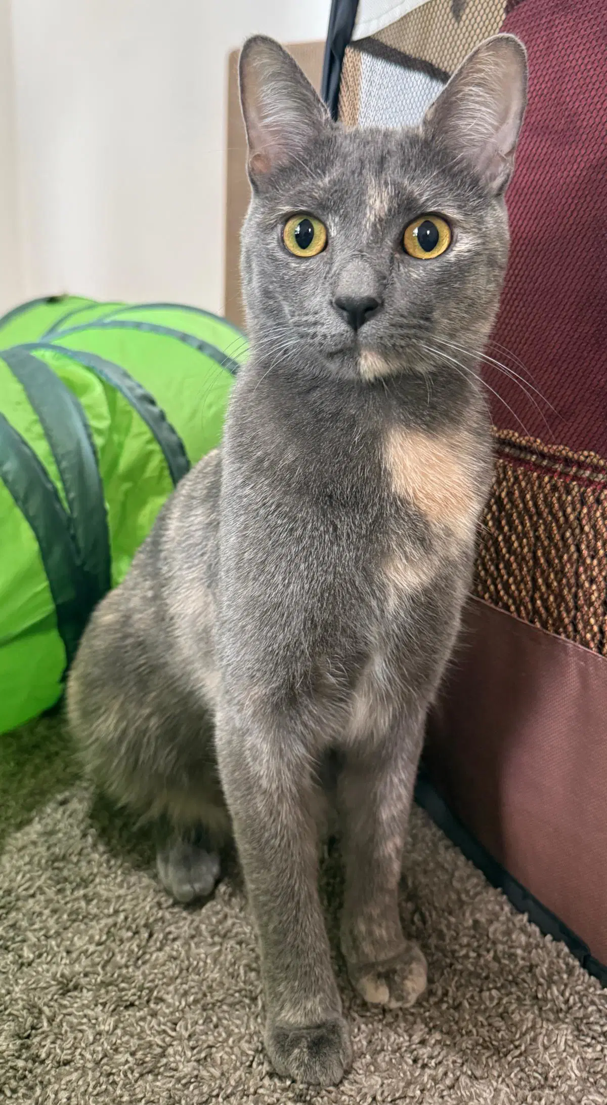 Morticia Bush - Domestic Short Hair