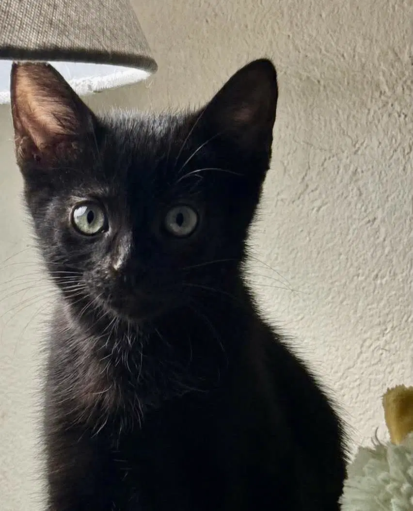Pitch Black - Domestic Short Hair
