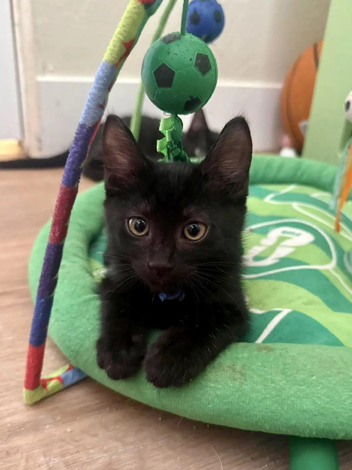 Jack Black - Domestic Short Hair