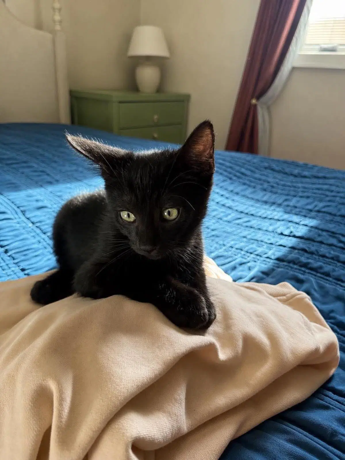 Jet Black - Domestic Short Hair