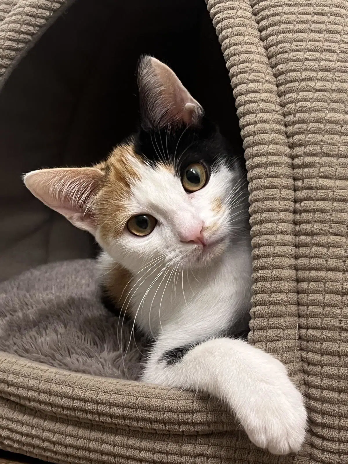 Cherry Amaretto - Calico