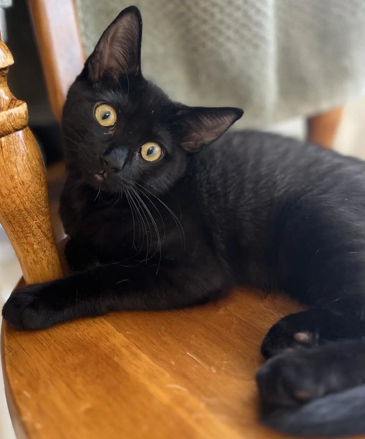 Sprite Cranberry - Domestic Short Hair