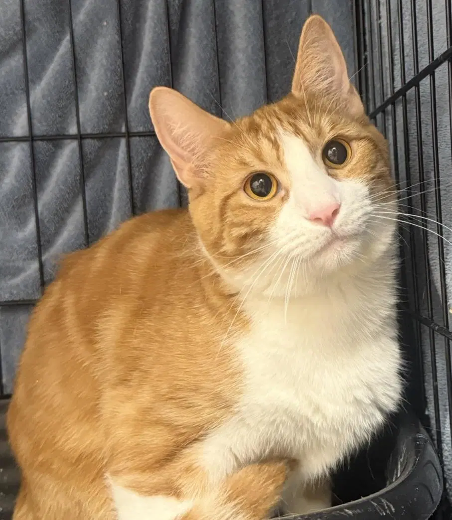 Sherbert Delight - Domestic Short Hair