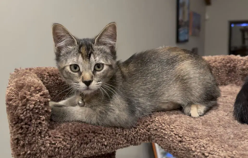 Momo Avatar - Domestic Short Hair