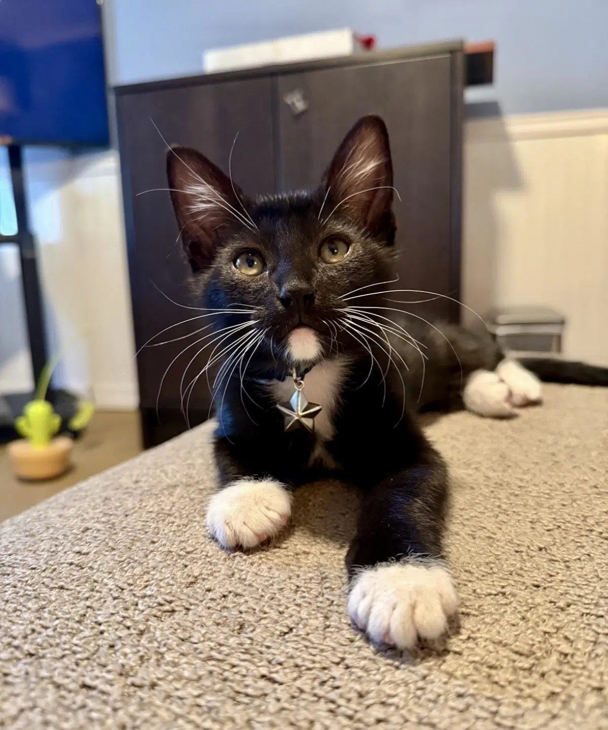 Zuko Avatar - Domestic Short Hair