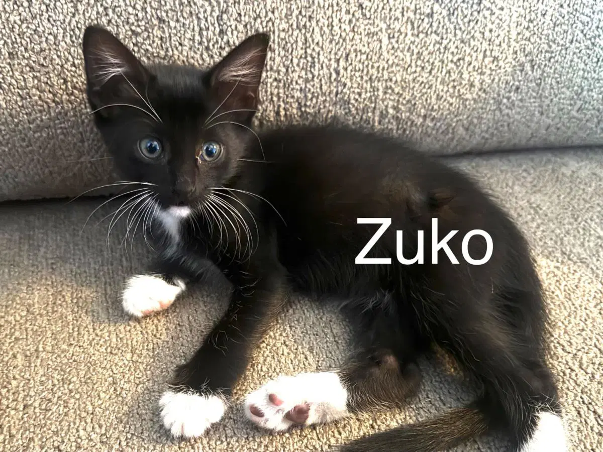 Zuko Avatar image 4
