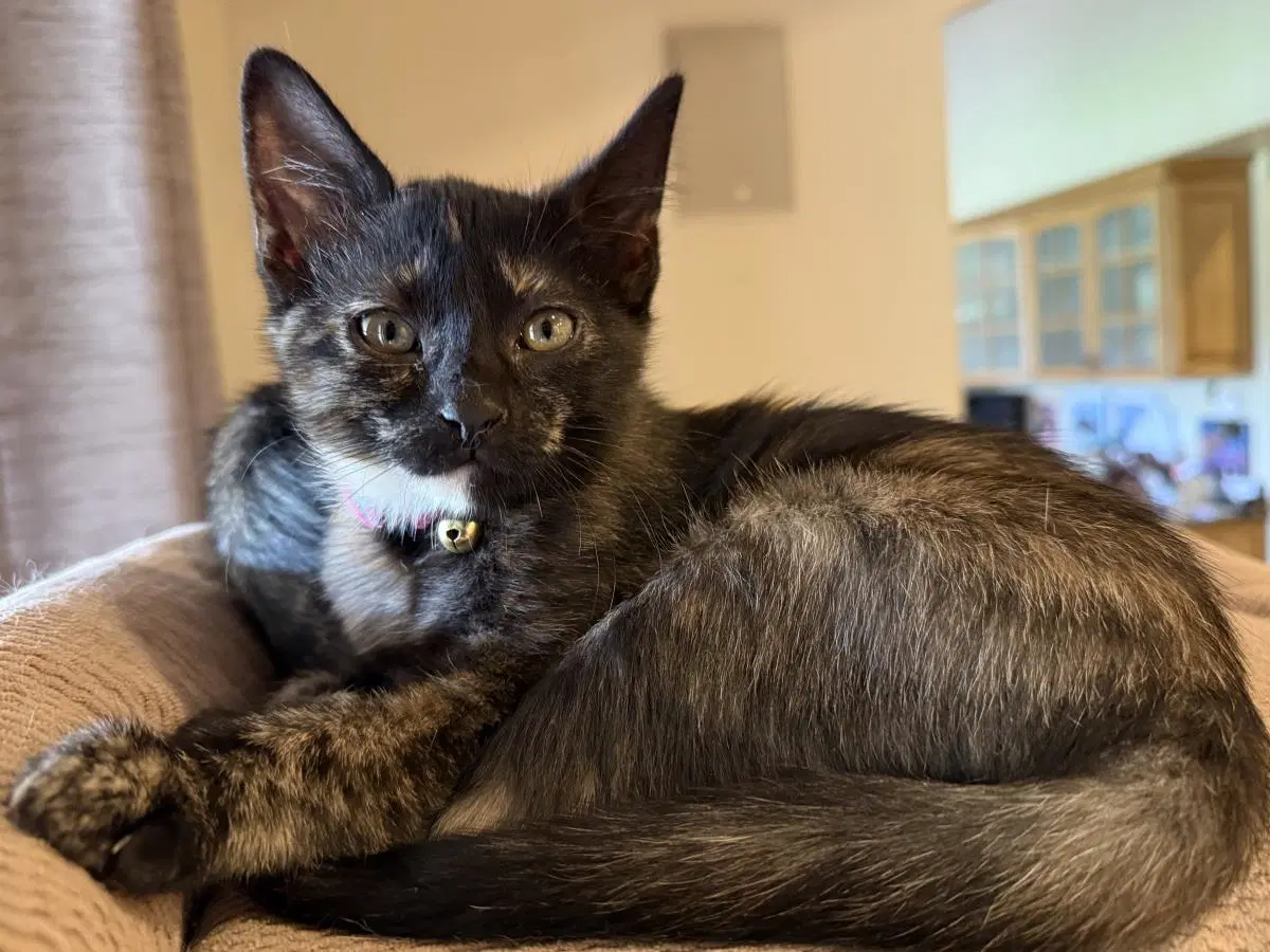 Toph Avatar - Domestic Short Hair