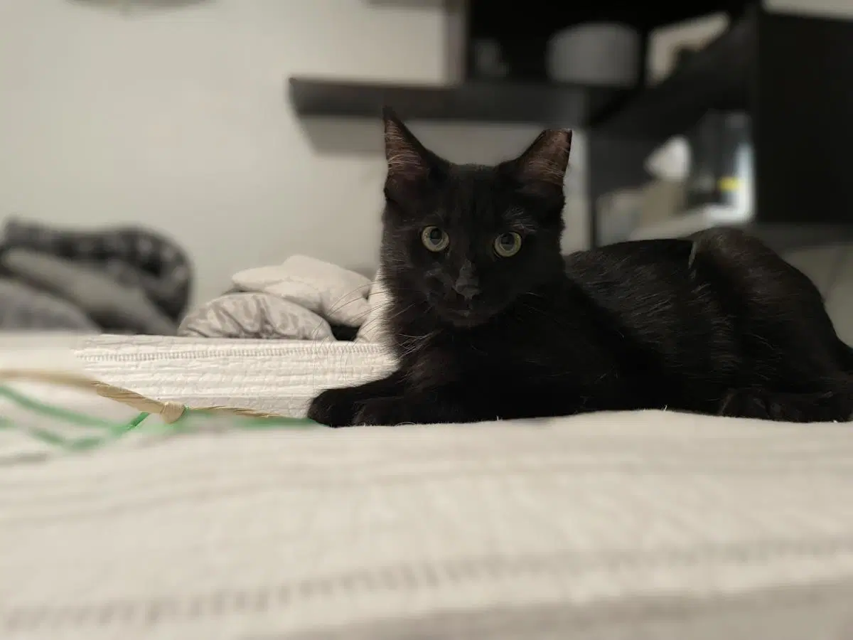 Hulu Watcher - Domestic Medium Hair