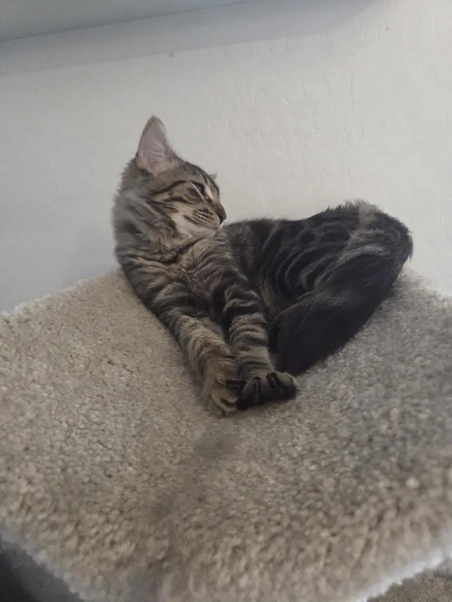 Jimothee Chalamet - Domestic Short Hair