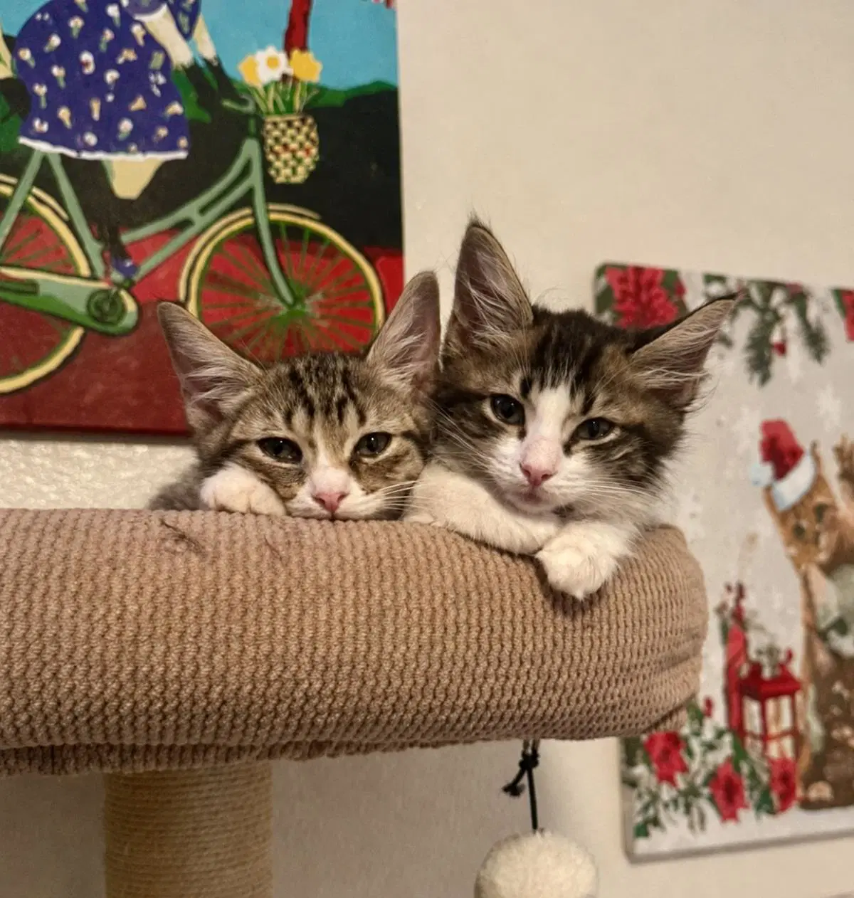 Kaylor Loveisland image 2