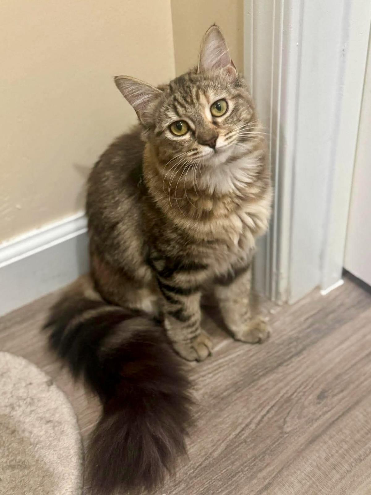 Pepper Pawsworth