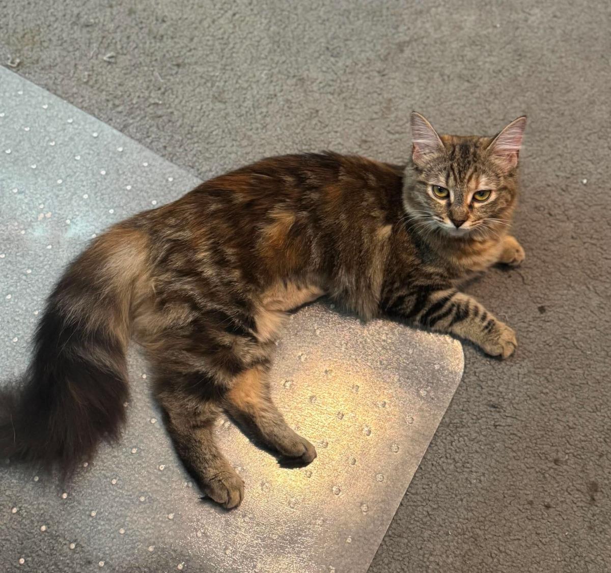 Photo of Pepper Pawsworth