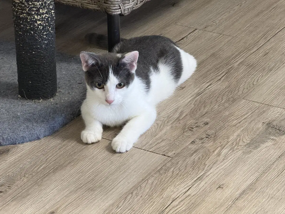 Mootilda Mooie - Domestic Short Hair